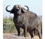 cape-buffalo